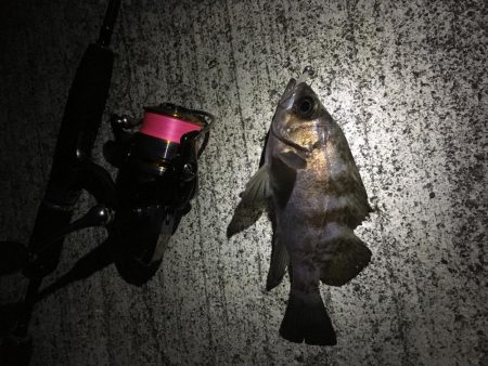 早朝メバリング